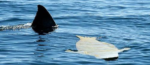 Fun with a Decoy Drive